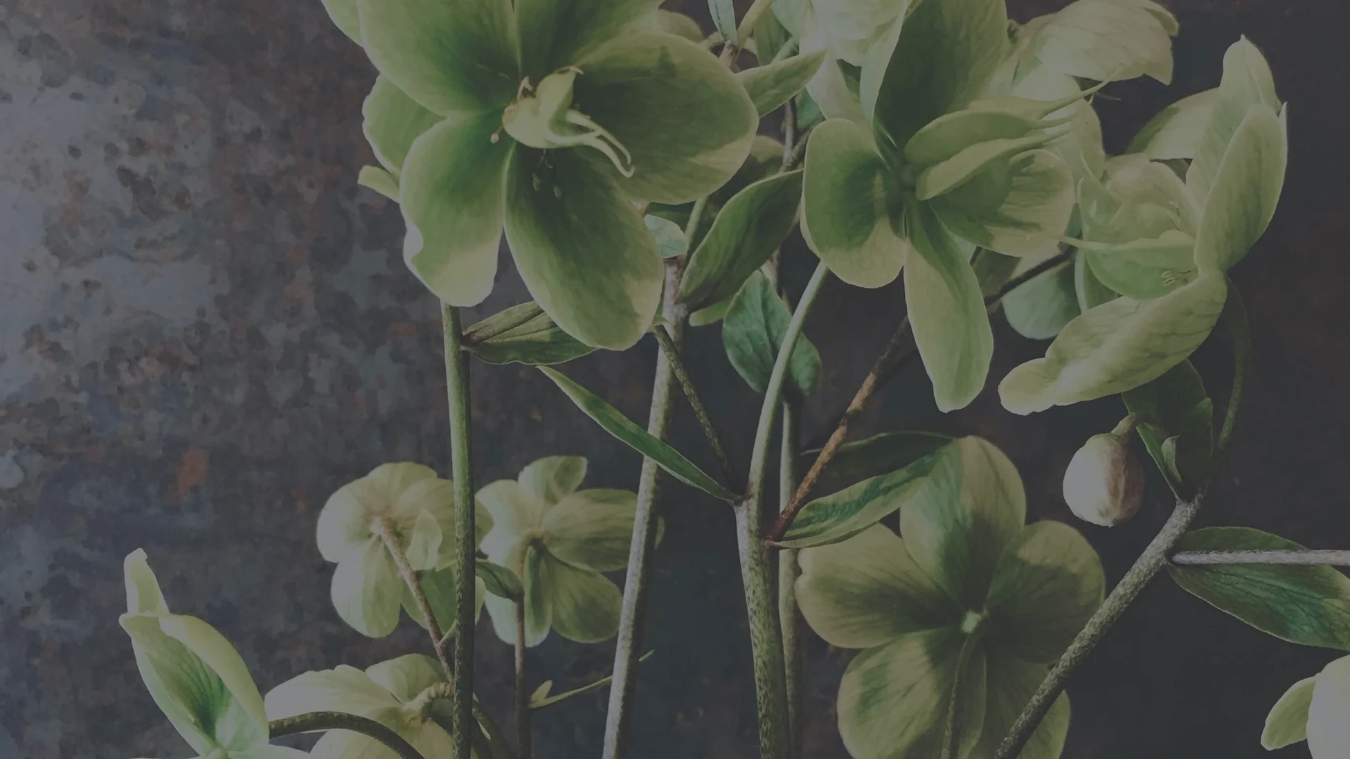 Freshly Picked Sheffield Elegance